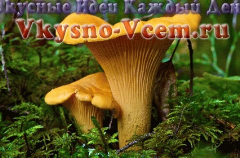 Rețete pentru candelabre murate și conserve
